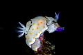   nudi top stone  